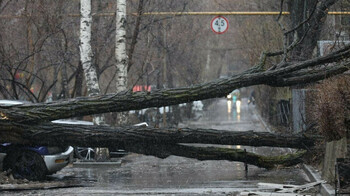 Несколько деревьев рухнули из-за непогоды в Алматы