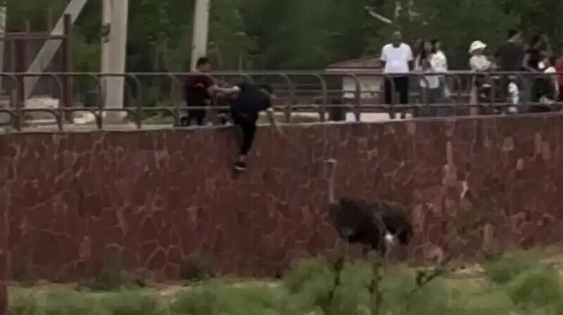 В Шымкенте нашли подростка, пнувшего страуса в зоопарке