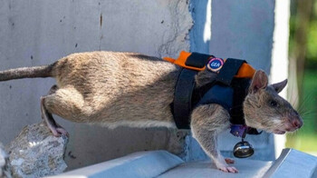 На помощь спасателям в Анталии придут обученные крысы